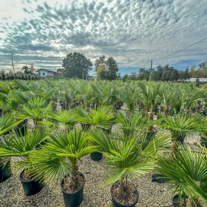 Palma konopná (Trachycarpus fortunei)  výška kmeňa: 20-30 cm, celková výška: 80-100 cm, kont. C20L (-17°C) 